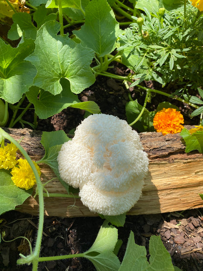 Lions Mane Mushroom Tincture (The ManeHack Tincture) 2oz